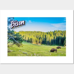 Bison at Yellowstone Posters and Art